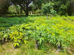 Middeniya Nursery